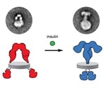 Scientists visualize insulin receptor activation for the first time