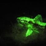 FluoroDive Bonaire 2013