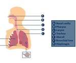 Accurate Breath Analysis with Breath Holding and End-Tidal Samples
