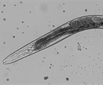 Researchers reveal potential biological roots behind individuality