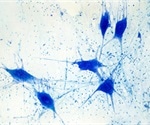 Study sheds light on how glial cells control the function of nerve cells