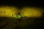 Adventures in Fluorescence - The Case of the Yellow Band