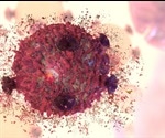 Cells of the Adaptive Immune System