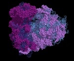 rRNA, tRNA, and mRNA Modifications