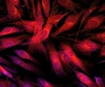 Biophotonics Software