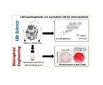Cell membrane nanofragments can act as nucleation sites for mineralization during bone formation