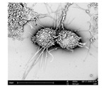 How is SEM Being Used for Pharmaceutical Research?