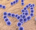 Gram Positive Bacteria