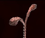 What are Actin Motor Proteins?