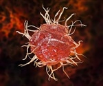 Lymph Node Structure