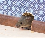 NYC mice carry deadly bacteria and viruses