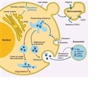 Researchers unlock new way to use cell's nanostructures as disease biomarkers