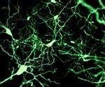 System designed to enable the control of animal cells using light