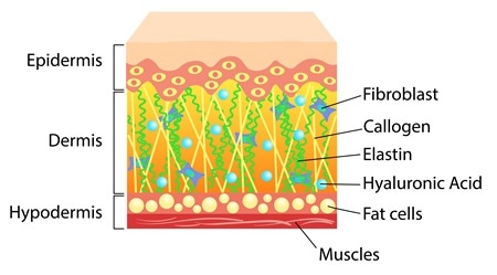 Skin cross section. Image Credit: Elh / Shutterstock Skin cross section. Image Credit: Elh / Shutterstock