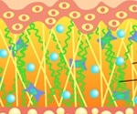What is Elastin?