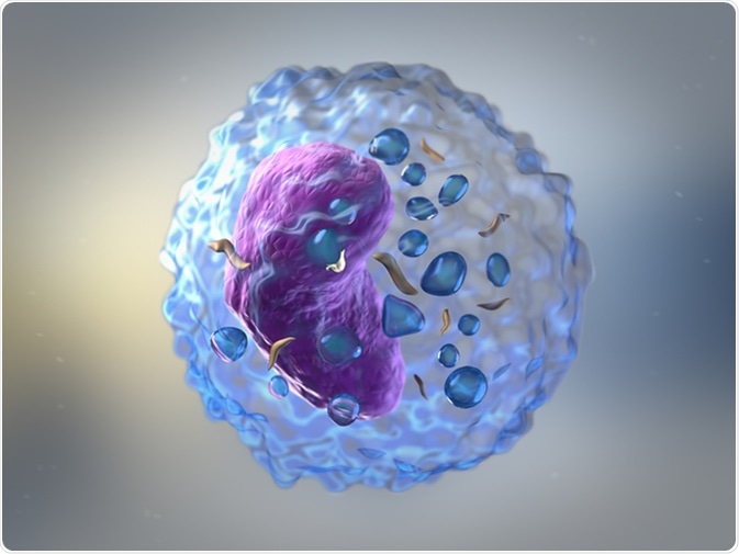 Lymphocytes are white blood cells or leucocytes in the human immune system consisting of B and T cells which form antibodies for immunity and natural killer cells which fight viruses and tumours. Image Credit: urfin/ Shutterstock