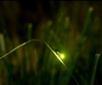 Synthetic Bioluminescence: An Overview