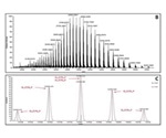 Review: Antibody Protein Sequence Analysis Using Mass Spectrometry