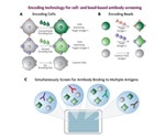 Using Multiplexed Screening for Advanced Therapeutic Antibody Discovery