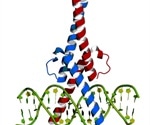 Myc Mutations and Cancer