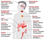 Hormones in Young Children
