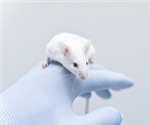Electroporation and the Production of Knockout Mice