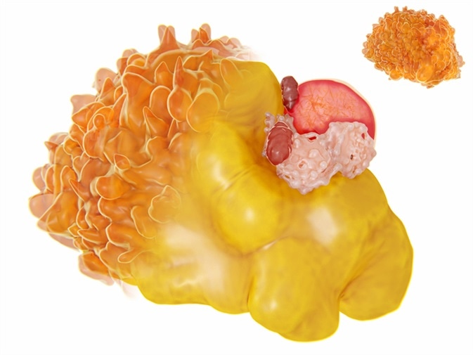 Structure of a fat cell. 3D rendering. Fat cells contain a large lipid droplet (yellow), a nucleus (red) and cell organelles located in the periphery. Image Credit: Juan Gaertner / Shutterstock