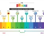 pH in the Human Body