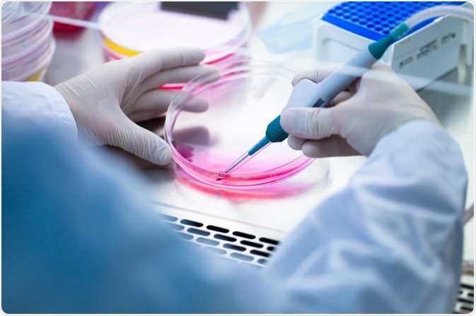 Laboratory scientist pipetting culture media from petri dish of cell culture.