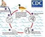 Cercarial Dermatitis and Seawater