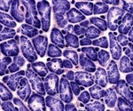 Exposing Cells to the Conditions of Ischemia-Reperfusion While Oxygenation is Monitored by the CLARIOstar with ACU