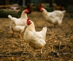 Bird flu in humans highlights vulnerability of people to emerging diseases