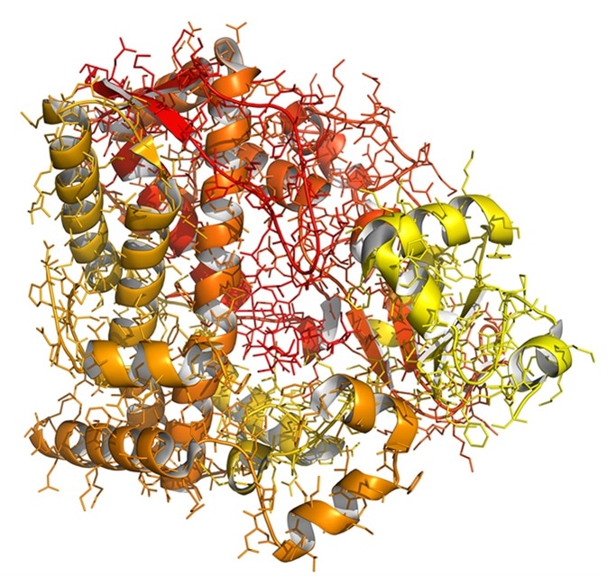 Cytochrome p450 liver enzyme (CYP3A4, human), chemical structure. This liver protein plays an important role in drug detoxification in the human body. Image Credit: molekuul_be / Shutterstock