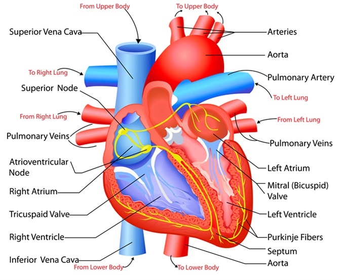 Easy to edit vector illustration of anatomy of heart. Image Credit: Snapgalleria / Shutterstock Easy to edit vector illustration of anatomy of heart. Image Credit: Snapgalleria / Shutterstock