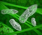 Single Cell Microbiology