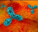 Does Allostery Exist in Monoclonal Antibodies?