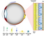 The Chemistry of Human Vision – The Retinoid Cycle