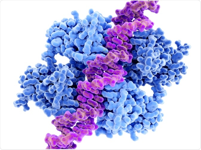Protein bound to DNA