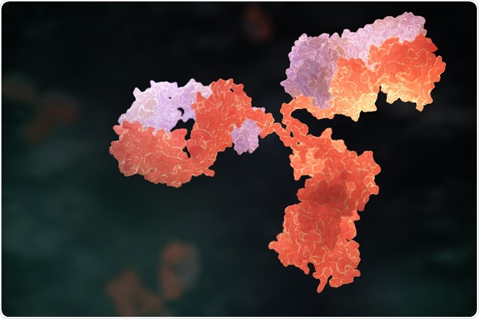Antibody