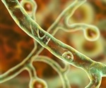 Cell-to-Cell Communication in Fungi