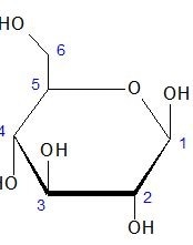 Haworth projection for the cyclic form of D-glucose Haworth projection for the cyclic form of D-glucose