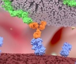 Natural Killer Cells During Pregnancy