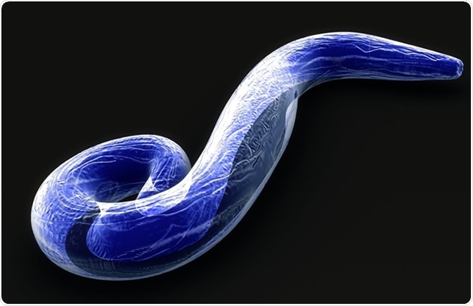 Plasmodium falciparum 3d illustratiom. Image Credit: Sciencepics / Shutterstock