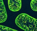 What is Mitohormesis?