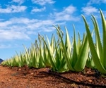 What is Aloe Vera?