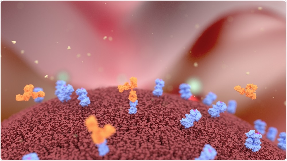 Antibodies binding to cancer cell surface receptors