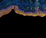 How mammalian brains recognize other individuals