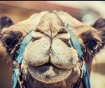 Camelid Antibodies – Advantages and Limitations