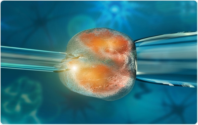 Illustration of a stem cell being cloned - by Giovanni Cancemi on Shutterstock Illustration of a stem cell being cloned - by Giovanni Cancemi on Shutterstock