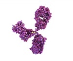 How are Antibodies Validated?
